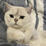 （分類：）位於 。 由 kongttss 提交（商品編號 1384766088，圖片 1）。簡介： 。