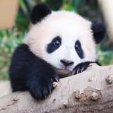 由 qaz0984314870 (刊登 ID 1361812612，圖片 1) 提交，位於 的 (類別：)，說明：。