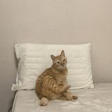 由 a09568909136339 (刊登 ID 1385983409，圖片 1) 提交，位於 的 (類別：)，說明：。