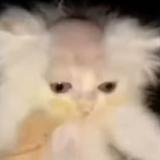 (Category: ) located in . Submitted by averageheight (Listing ID 1383102328, Image 1). Description: .