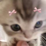 由 1jieee_ (刊登 ID 1383460308，圖片 1) 提交，位於 的 (類別：)，說明：。