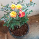 (Category: ) located in . Submitted by rama6486 (Listing ID 1383415136, Image 1). Description: .