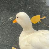 (Category: ) located in . Submitted by wheatgrasses (Listing ID 1368440116, Image 1). Description: .