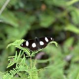 （分類：）位於 。 由 phokwh 提交（商品編號 1263582557，圖片 1）。簡介： 。