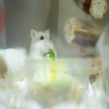 （分類：）位於 。 由 rivenriven 提交（商品編號 1365988216，圖片 1）。簡介： 。