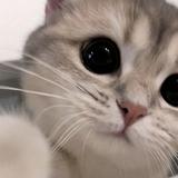 （分類：）位於 。 由 sanabc 提交（商品編號 1365203715，圖片 1）。簡介： 。
