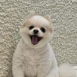 由 liqna (刊登 ID 1385172920，圖片 1) 提交，位於 的 (類別：)，說明：。