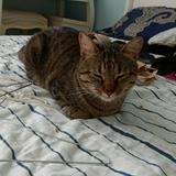 (Category: ) located in . Submitted by evgenigugl72279 (Listing ID 1381511873, Image 1). Description: .