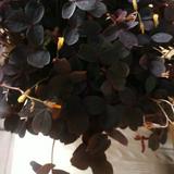 (Category: ) located in . Submitted by imanfirdausshah (Listing ID 1382534902, Image 1). Description: .
