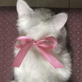 (Category: ) located in . Submitted by kozy.cat (Listing ID 1319486164, Image 1). Description: .