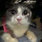 (Category: ) located in . Submitted by vymerc (Listing ID 1370273173, Image 1). Description: .