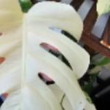 (Category: ) located in . Submitted by atascollector (Listing ID 1380670487, Image 1). Description: .