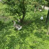 由 guo90299 (刊登 ID 1383817749，圖片 1) 提交，位於 的 (類別：)，說明：。