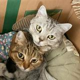 (分類:)位於 。 由 heiheiblur_meow 提交(商品編號 1454413705,圖片 1)。簡介: 。