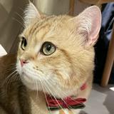 （分類：）位於 。 由 kitlooo 提交（商品編號 1305264688，圖片 1）。簡介： 。