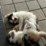 (Category: ) located in . Submitted by daniharris14146 (Listing ID 1454911550, Image 1). Description: .