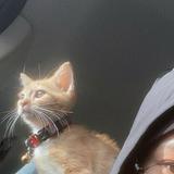 (Category: ) located in . Submitted by cherishify (Listing ID 1384393927, Image 1). Description: .