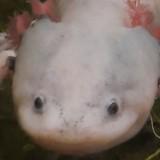 (分類:)位於 。 由 tutor_2322 提交(商品編號 1392444316,圖片 1)。簡介: 。