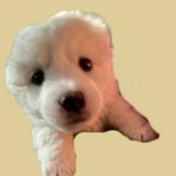 (Category: ) located in . Submitted by bulbasaurrrrr (Listing ID 1372022511, Image 1). Description: .
