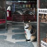 由 alvaxixvii (刊登 ID 1382347053，圖片 1) 提交，位於 的 (類別：)，說明：。