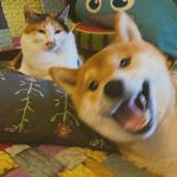 由 dog1chen (刊登 ID 1196743538，圖片 1) 提交，位於 的 (類別：)，說明：。