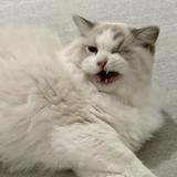 (Category: ) located in . Submitted by haechansunflower (Listing ID 1431156406, Image 1). Description: .