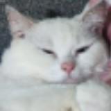 (Category: ) located in . Submitted by cattycattymeowmeow (Listing ID 1336670627, Image 1). Description: .