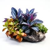 (Category: ) located in . Submitted by cryptocoryne (Listing ID 1300824958, Image 1). Description: .