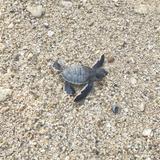 由 c_wei_jie (刊登 ID 1383151957，圖片 1) 提交，位於 的 (類別：)，說明：。