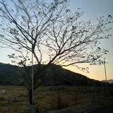 (Category: ) located in . Submitted by cagal.i0n (Listing ID 1458346366, Image 1). Description: .
