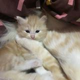 (Kategori: ) berada di . Dikirim oleh meilyyy_ (ID iklan 1361980911, Gambar 1). Deskripsi: .