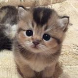 (Category: ) located in . Submitted by ndh_ajil (Listing ID 1226428542, Image 1). Description: .