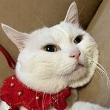 （分類：）位於 。 由 nikocatcat 提交（商品編號 1319298543，圖片 1）。簡介： 。