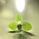 （分類：）位於 。 由 siusiuday 提交（商品編號 1383311568，圖片 1）。簡介： 。