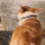 由 lululuman (刊登 ID 1382933503，圖片 1) 提交，位於 的 (類別：)，說明：。