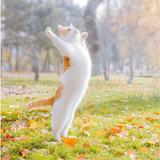 （分類：）位於 。 由 mcmumupark_shop 提交（商品編號 1210934112，圖片 1）。簡介： 。