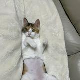 （分類：）位於 。 由 skarin_t 提交（商品編號 1369366328，圖片 1）。簡介： 。