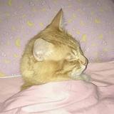 (Category: ) located in . Submitted by whore4miso (Listing ID 1381338892, Image 1). Description: .