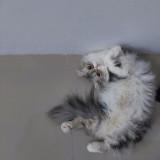 (Kategori: ) berada di . Dikirim oleh kimomipreloved (ID iklan 1377161935, Gambar 1). Deskripsi: .