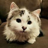 (Category: ) located in . Submitted by claudnibela (Listing ID 1294854263, Image 1). Description: .
