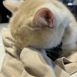（分類：）位於 。 由 aktkhn99 提交（商品編號 1320974850，圖片 1）。簡介： 。