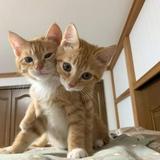 (Category: ) located in . Submitted by aliicep (Listing ID 1362474409, Image 1). Description: .