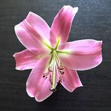 （分類：）位於 。 由 siumingtaiming 提交（商品編號 1344898582，圖片 1）。簡介： 。