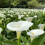 由 jusmine24158246 (刊登 ID 1290387577，圖片 1) 提交，位於 的 (類別：)，說明：。