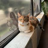 由 sharon__1104 (刊登 ID 1385826896，圖片 1) 提交，位於 的 (類別：)，說明：。