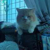 (Category: ) located in . Submitted by mizuki10 (Listing ID 1377052984, Image 1). Description: .