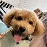 （分類：）位於 。 由 kin___24 提交（商品編號 1375795207，圖片 1）。簡介： 。