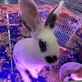 （分類：）位於 。 由 tatamihk 提交（商品編號 1380198985，圖片 1）。簡介： 。