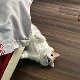 (Category: ) located in . Submitted by ying.preloved (Listing ID 1384912373, Image 1). Description: .