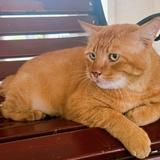 (Category: ) located in . Submitted by c4th4rsis17 (Listing ID 1383130061, Image 1). Description: .